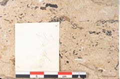 Foto (Detailansicht) von Equisetum haeringianum Ettingshausen (NHMW-GEO-2024-0188-8204)